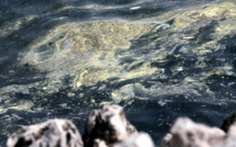 La Méditerranée "sur le chemin du burn out", prévient le WWF