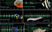 Comment les poissons "parlent" entre eux