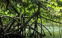 Nouvelle-Calédonie: deux enfants se noient accidentellement dans la mangrove