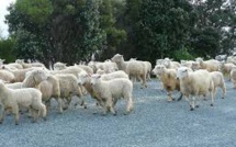 Nouvelle-Zélande: une fin de cavale trop "bêête"