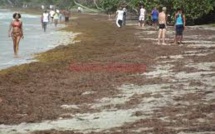 Le ramassage des algues sargasses en Guadeloupe: une priorité