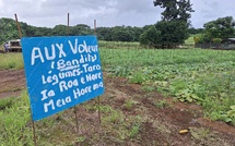 ​Les vols de légumes persistent à Taravao
