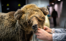 Ourse tuée dans les Pyrénées: le chasseur fait appel de sa condamnation à de la prison avec sursis