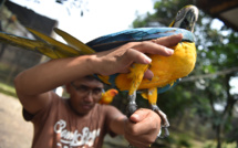 Indonésie: des milliers d'oiseaux exotiques menacés dans des forêts pillées