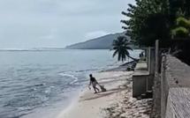 Un acte de cruauté animale filmé à Paea