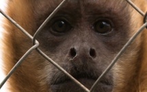 Des chercheurs chinois créent des singes "autistes"