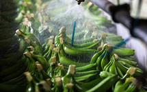 Chlordécone: l'État condamné à indemniser deux ex-ouvrières agricoles en Martinique