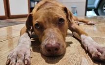 Une pétition et une marche contre la cruauté animale