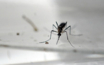 Le virus Zika se propage de "manière explosive", réunion d'urgence le 1er février