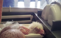 Chili : un rare faucon albinos sauvé d'un trafic d'œufs destiné à Dubaï