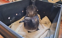 Un nouveau nid pour les oiseaux en détresse  