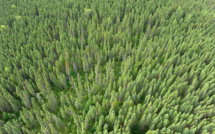 Le Canada sanctuarise une vaste forêt de la côte pacifique