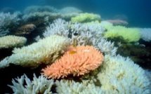 Grande barrière de corail: le Queensland valide un projet minier controversé