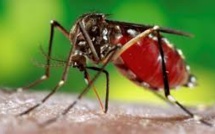 Le virus Zika s'étend en Amérique Latine, cas de transmission par voie sexuelle au Texas
