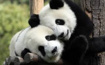 Un bébé panda à Tokyo ? Shin Shin et Ri Ri vont tenter leur chance