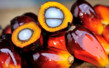 France/biodiversité: l'Indonésie fustige la taxe additionnelle sur l'huile de palme