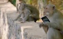 Inde: un singe chapardeur attaché et encagé à Bombay