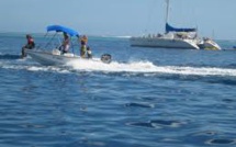 Le bruit des bateaux double la mortalité de poissons par prédation
