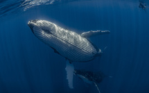 Julien Anton, l'océan à portée d'objectif