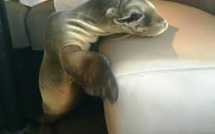 Un bébé otarie affamé s'attable dans un restaurant chic en Californie