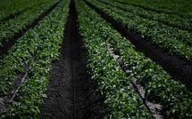 Engrais agricoles: les Français contaminés au cadmium, alertent des médecins libéraux