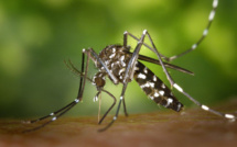 Une épidémie de Zika en cours à Tonga