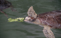 Atteintes de tumeurs, des tortues marines remplissent un hôpital de Floride