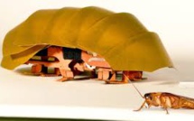 Un robot inspiré des cafards pour détecter des victimes sous des décombres