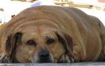 Trop de chips: l'obésité des animaux de compagnie inquiète au Royaume-Uni