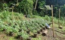 Vaste opération contre les stupéfiants