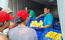 ​Optimiser la maturation des bananes