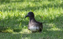 Appel aux dons pour un centre de soin aviaire