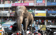 Chine: après un chagrin d'amour, un éléphant abîme de rage 19 voitures