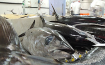 Exportation de poissons : un record en 2015