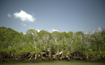 La mangrove témoigne de la résilience des coraux face au réchauffement