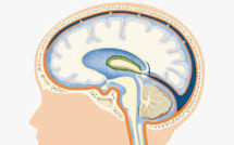 Avoir un gros cerveau ne serait pas forcément une bonne nouvelle