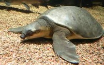 Une nouvelle espèce de tortue découverte en Papouasie