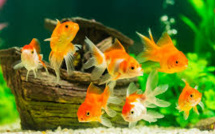 Japon: une mère force sa fille à avaler 30 poissons rouges