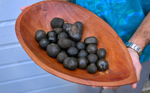 L'exploitation minière en haute mer pourrait affecter la vie marine, selon une étude