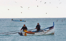 En Méditerranée, les poissons cherchent la fraîcheur et ça recompose nos assiettes