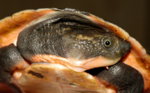Une nouvelle espèce de tortue découverte en Papouasie