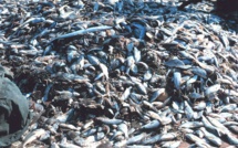 Des milliers de poisons morts sur les côtes aux Fidji et au Vanuatu