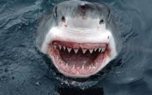 Record d'attaques de requins dans le monde en 2015, mais pas plus de morts