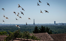 Près de Paris, les derniers pigeons militaires d'Europe s'envolent toujours