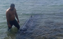 ​Un rorqual s’échoue à Tautira