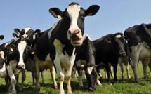 Climat: les Européens devront se limiter en boeuf et en fromage