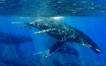 Nouvelle saison des baleines : ce qu’il faut savoir sur les nouvelles règles