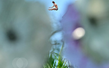 La Nouvelle-Zélande retire ses directives sur l'inclusion des personnes transgenres dans le sport