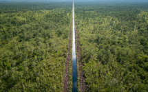 "Les poumons de la terre": le combat des Indonésiens pour sauver leurs tourbières