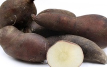 Un goût d’ailleurs : la poire de terre bientôt testée au Fenua